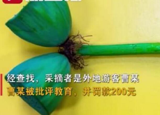 怒了！南京玄武湖并蒂蓮被游客摘下是怎么回事？