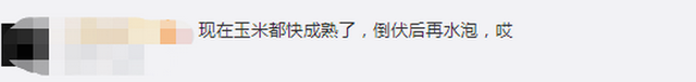臺風“美莎克”致吉林玉米大面積倒伏，像棉被一樣鋪在地上，減產已成定局(圖3)